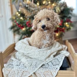 Dolly - Assorted Doodle Crosses