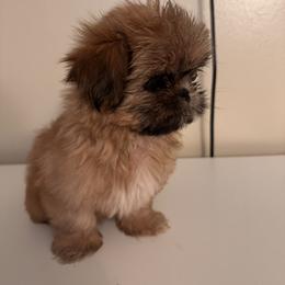 Bentley - Black gold and white male Shih Tzu puppy in Azusa, California from RJ Shih Tzu lover