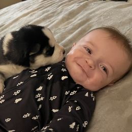 Pomsky and Siberian Husky Puppies from Osiris’s Siberians & Pomskies