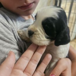 Penelope - Black and white female English Springer Spaniel puppy in Coxs Creek, Kentucky from Bluegrass Bend English Springer Spaniels