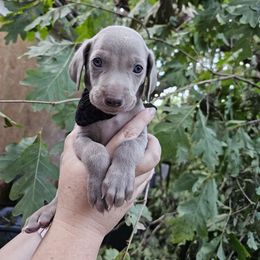 Black Collar Boy - Weimaraner puppy from Upstate Weims