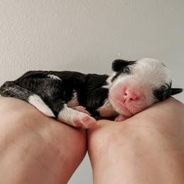 Mara - Black and white female Sheepadoodle puppy in Wabash, Indiana from DOODCompany