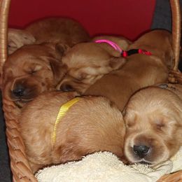 Golden Retrievers from Kingston Hills