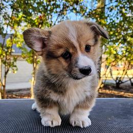 Male 1 (Teddy) - Red male Pembroke Welsh Corgi puppy in Allen, Texas from Whitecreek Corgis