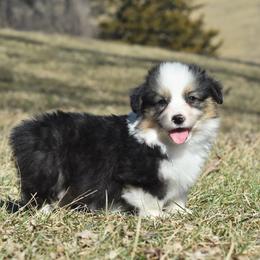 Tri Male (Fluffy) - Black and tan male Pembroke Welsh Corgi puppy in Kansas City, Missouri from Willow Creek Corgis