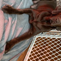 Stella  - Labrador Retriever