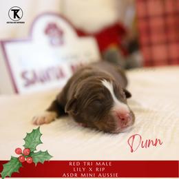 Dunn- RTM - Red tri male Miniature Australian Shepherd puppy in Nacogdoches, Texas from TK Standard, Mini, & Toy Aussies