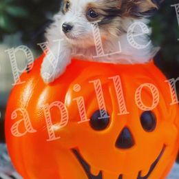 Papillons from Pippy Le Pip Papillons