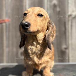 Faline - Dachshund