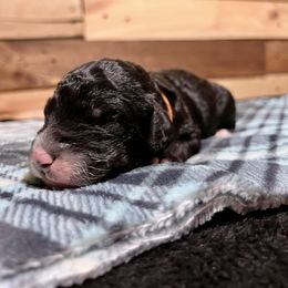 Aussiedoodle Puppies from Scruffypups