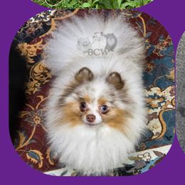 Chocolate merle tan parti - Chocolate merle male Pomeranian puppy in Carlinville, Illinois from BCW POMERANIANS