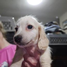 Echo's Bigger male - Cream male Dachshund puppy in Lyle, Washington from Wines Wienery