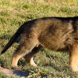 German Shepherd Puppies from Vom Haus Denfors K9