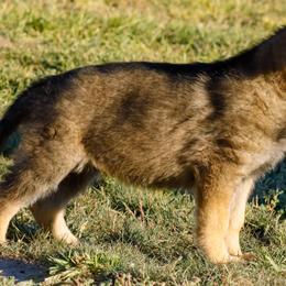 German Shepherd Puppies from Vom Haus Denfors K9