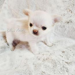 Lennon - Cream and white male Chihuahua puppy in Ponca City, Oklahoma from Bliss Acres Farm