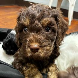 Blue Boy - Chocolate male Cavapoo puppy in Travelers Rest, South Carolina from Bailey Mountain Doodles