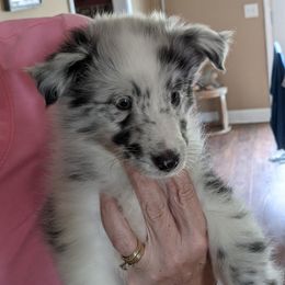 Shetland Sheepdog Puppies from Hawks Acres Shetland Sheepdogs