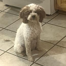 Dot - Goldendoodle