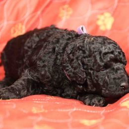 Boy 2 - male Poodle puppy in Leonard, Texas from Deblyns Poodles