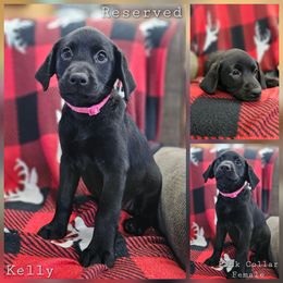 Kelly (Pink Collar) - Black female Labrador Retriever puppy in Boyd, Minnesota from Lindley Labradors