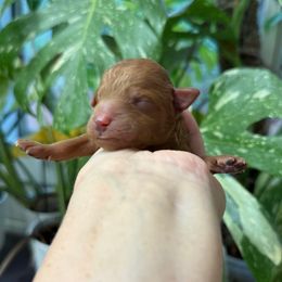 Tyler - Red  male Poodle puppy in Monetta, South Carolina from Moonrise Poodles
