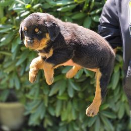 Zara - Black and mahogany female Rottweiler puppy in Cottage Grove, Oregon from Divine Rottweilers