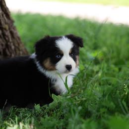 Anthony - Black tri male Miniature American Shepherd puppy in Duncan, Oklahoma from Sovereign Miniature American Shepherds
