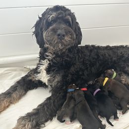 Poppy - Bernedoodle