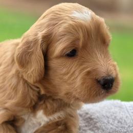 Alexander - green collar - Xander - Red  male Goldendoodle puppy in Phoenix, Arizona from Kerri's Goldendoodles