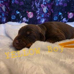 Yellow - Red and rust male Doberman Pinscher puppy in Knox, Indiana from Double River Dobermans