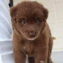 Australian Shepherd Puppies from Kiki's Aussies