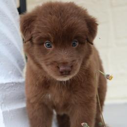 Australian Shepherd Puppies from Kiki's Aussies