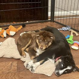 Australian Shepherd and Miniature Australian Shepherd Puppies from Integrity Aussies Tx