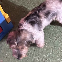 Vaida - Yorkshire Terrier