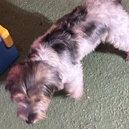 Vaida - Yorkshire Terrier