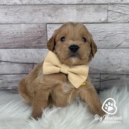 Boy 2 - male Goldendoodle puppy in Utah County, Utah from Big Hearted Breeders
