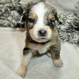 Frosty - Blue merle male Australian Shepherd puppy in Peach Bottom, Pennsylvania from Arcadia Australian Shepherds
