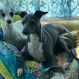 Amayz Zaffeir Jewel - Italian Greyhound