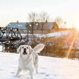 Golden Retrievers from Oklahoma’s Enchanted Goldens
