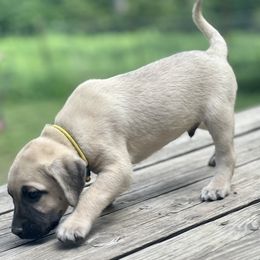 Festus (yellow) - Yellow Black Mouth Cur puppy in Warsaw, Missouri from Heritage Cow Dogs