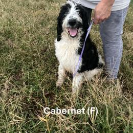 Cabernet - Parti female Goldendoodle puppy in Water Valley, Mississippi from Olympian Doodles