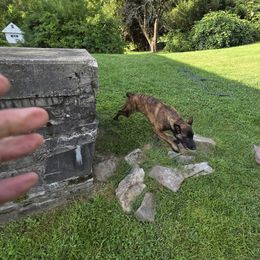 Dutch Shepherd Puppies from Acadia CanineTM