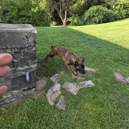 Dutch Shepherd Puppies from Acadia CanineTM