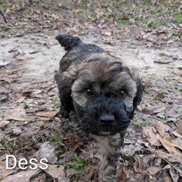 Dess - Black and tan female Cockapoo puppy in Sunset, Louisiana from Cano Cockapoos