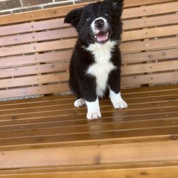 Border Collie Puppies from SoCal/Promise Land Border Collies