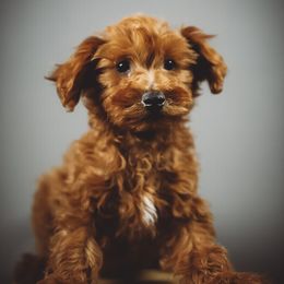 Kittridge - Apricot male Schnoodle puppy in Caldwell, Idaho from Boise Doodle Co.