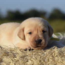 Yellow collar - Yellow female Labrador Retriever puppy in Gober, Texas from Trigger Time Kennels
