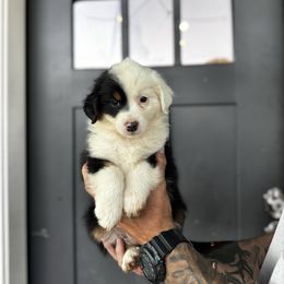 Dolly - Black tri female Miniature American Shepherd puppy in Payson, Arizona from Barnhardt Minis