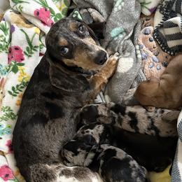 Athena - Dachshund