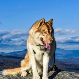 Fenrir - Siberian Husky